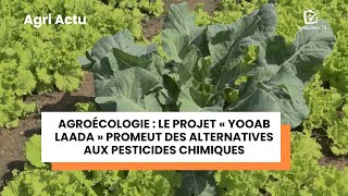 Agri Actu Agroécologie, Le Projet Yooab Laada Promeut Des Alternatives Aux Pesticides Chimiques