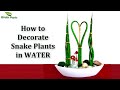 Snake plants Growing In Water-Snake plants Indoor Decoration-Snake plants Leaf Decor//GREEN PLANTS