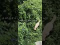 Da Lat Viet nam /Please love yourself / lyric / A random dog followed me during my trip in Da Lat