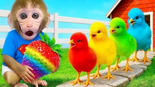 Monyet Bon Bon Imut memanen semangka dan membuat jus di rumah bersama teman beruang kecil