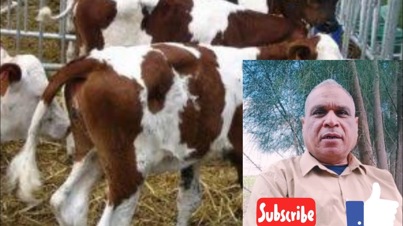 الاسهال وبعض المشاكل والأمراض التي تصيب العجول