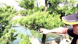 WellCut紅蟳牌-日本型高級鍛造剪定鋏