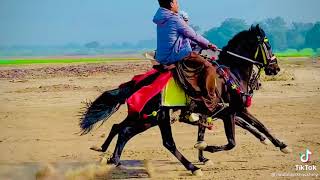 Sindhi Horse Beautiful Rewal Joda Sindh Pak World Femash Horse City 