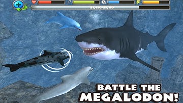 Bottlenose Dolphin VS Sharks Orca Mermaid Octopus Ocean Wildlife