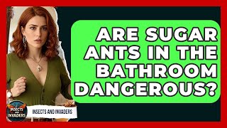Are Sugar Ants In The Bathroom Dangerous? - Insects and Invaders