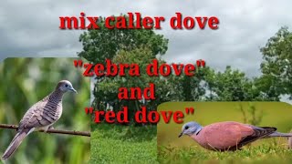 EP 4 MIX CALLER DOVE ZEBRA DOVE AND RED DOVE /dexters tv hunter