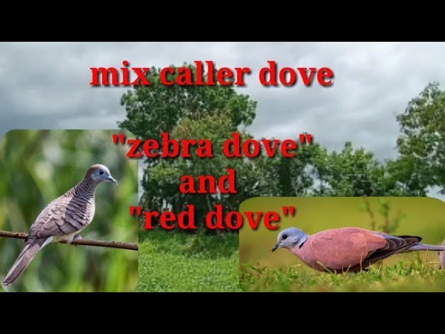 EP 4 MIX CALLER DOVE ZEBRA DOVE AND RED DOVE /dexters tv hunter class=