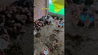 Https:youtube.com/Shorts/Suxw5Lfvhok?Si=Dvsnt6Ey86H2N3Tf Resimi