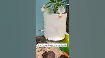 Bộ lọc đặt góc thành bể cá - làm sạch nước và tạo điểm nhấn #aquatic #shorts