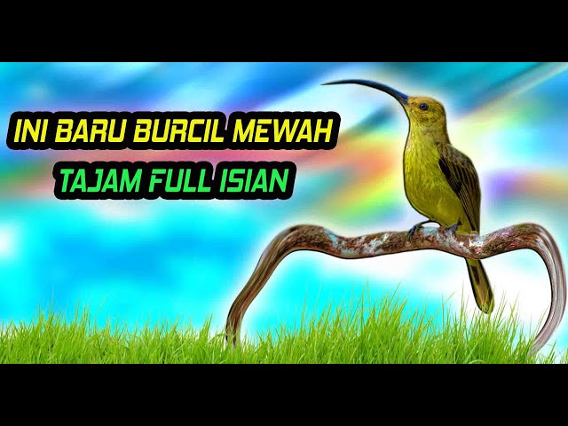 Masteran Burcil Tembakan Kasar Rapat Mewah class=