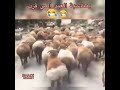يا جدعان هو الخرفان بترقص 