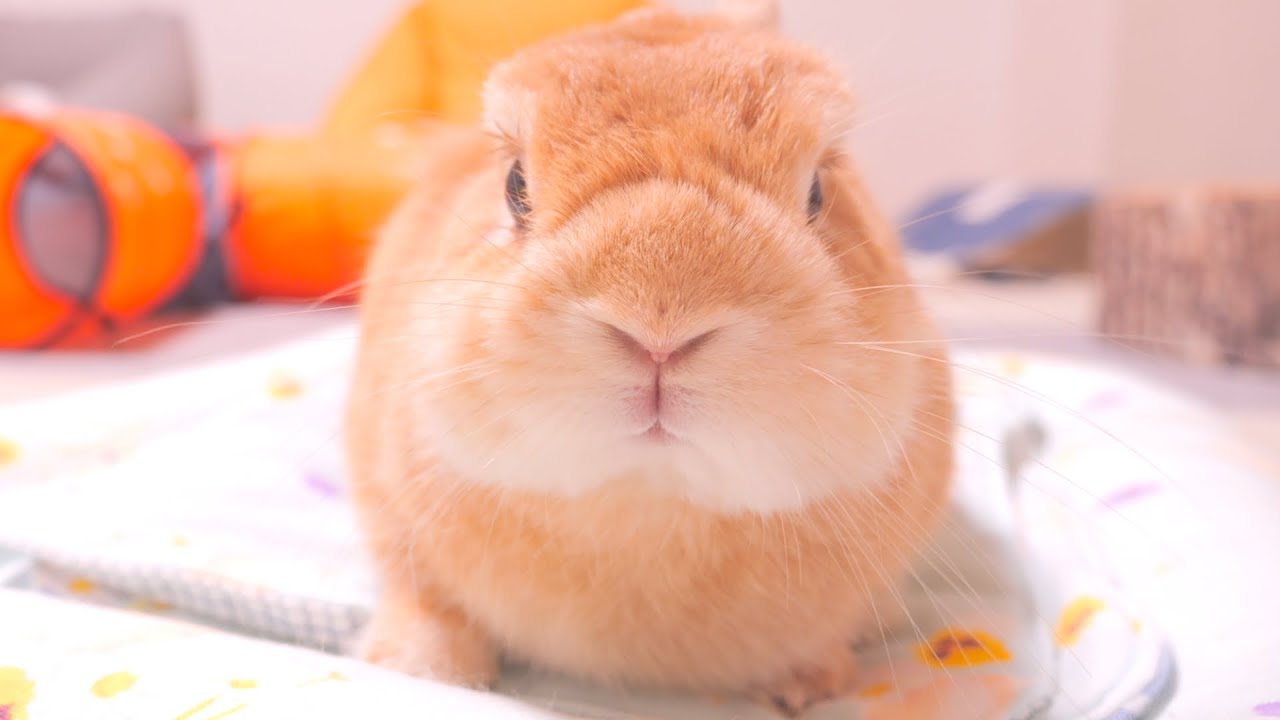 お転婆娘のミミが荒ぶったせいでメンタルが落ち込んでしまったムギ【No