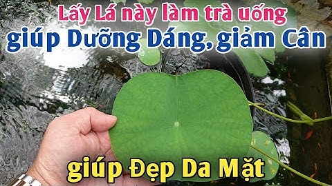 Loại Trà giúp Dưỡng Dáng Đẹp Da Giảm Cân, trị Máu và Gan nhiễm Mỡ, trị cao Huyết áp rất hiệu quả.