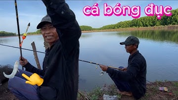 Ra đặp câu cá bóng đục cá ăn rất mạnh /vinh lê tv