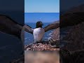 The Epic 75-Day Survival of a Razorbill Chick: Braving Nature's Deadliest Ocean Cliffs 🥚🌊
