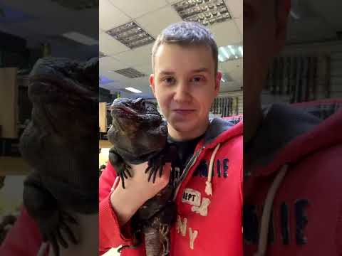 Лечу Черную Игуану Плюшу
