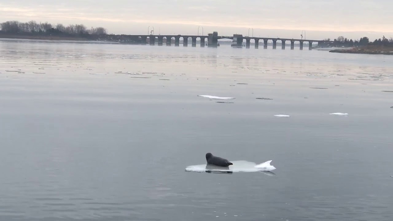 Capt Lou's Seal Watching Tours