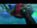 Big cat green island reef cruises  fullday tour  official highlight reel