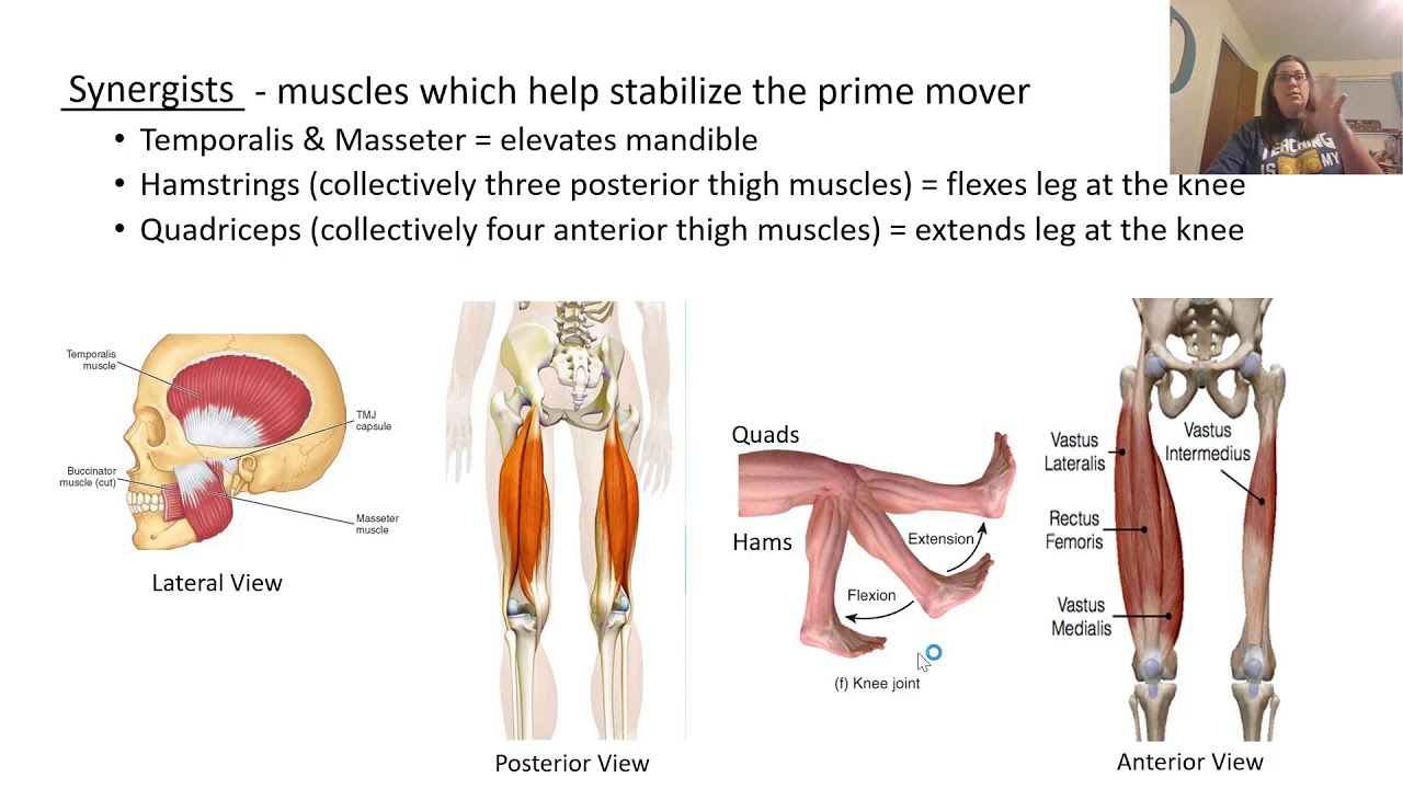 Часть I Мышечная система