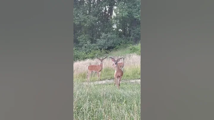 Spring Bucks at First Class Trophy Ranch!