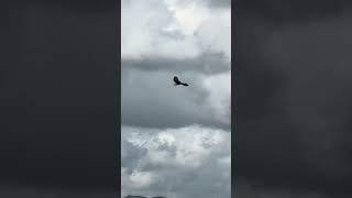 HOVERING FALCON BIRD