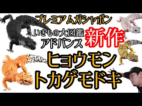 新作出た！いきもの大図鑑アドバンス【ヒョウモントカゲモドキ】開封&レビュー【プレミアムガシャポン】【カプセルトイ】ご紹介動画です。とにかく凄すぎる【バンダイ】【ガチャガチャ好き】