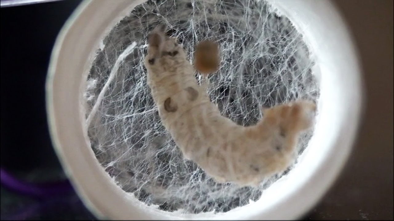 全国こども科学映像祭受賞作品 （55）文部科学大臣賞小学生部門『カイコの一生』