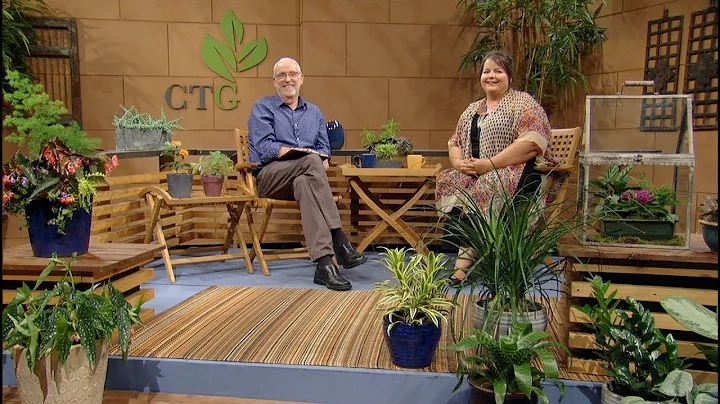Dimension with Houseplants & Patio Plants |Michell...