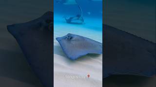 So Many Stingrays Grand Cayman