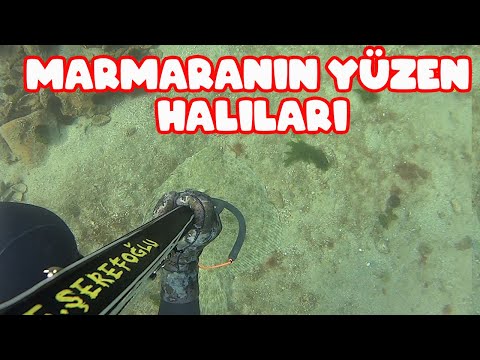 Marmaranın Halıları Bir Başka / Zıpkın İle Kalkan Avı / Kalkan Avları Bölüm 1