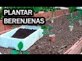 Como Plantar Berenjena En El Huerto || Cultivo De La Berenjena || La Huertina De Toni