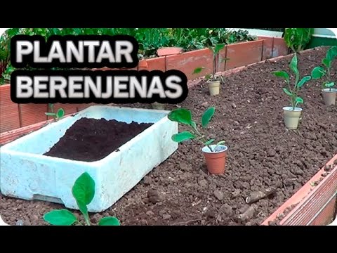 Vídeo: Plantació de llavors d'albergínia - Com cultivar albergínies a partir de llavors