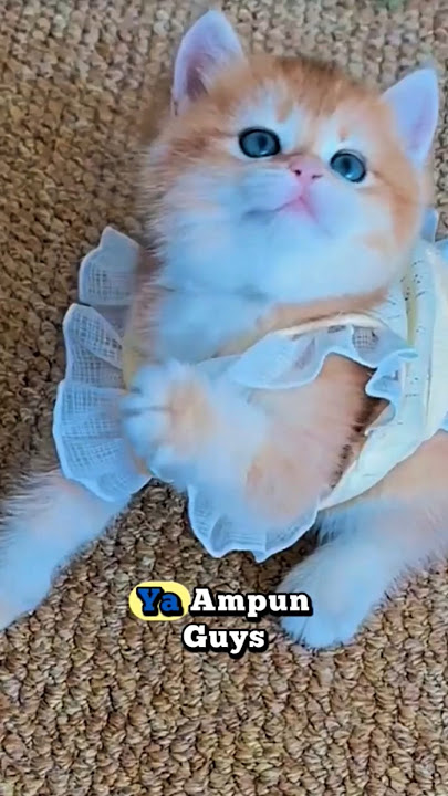 Lucu lucu anabul sat pakai baju#kucinglucu #anabullucu #kucing