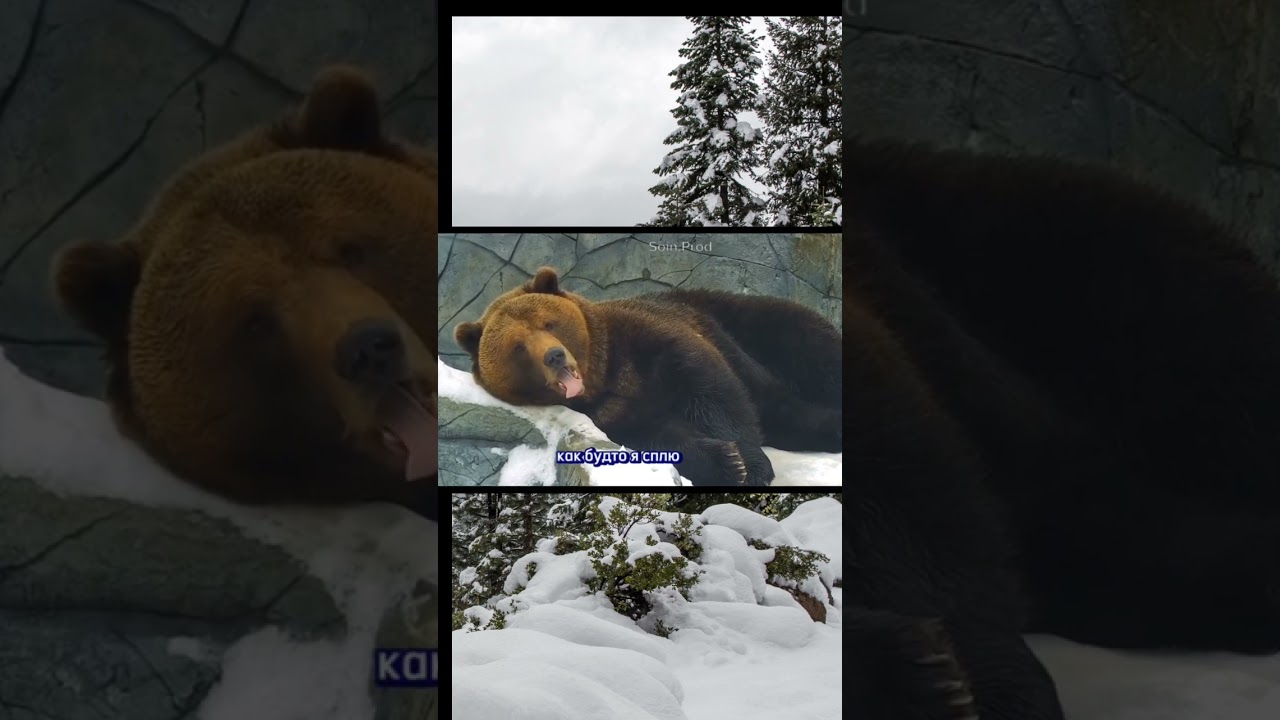#Озвучкамедведей