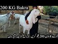 |heavyweight bakra in pakistan|bakri ko mota kaise kare|Asad Abbas Chishti|