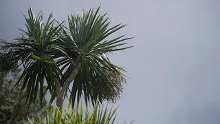 Palm tree bowing in the wind. Slow motion video footage screenshot 4