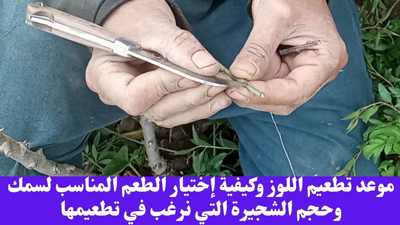موعد تطعيم اللوز وكيفية إختيار الطعم المناسب لسمك وحجم الشجيرة التي نرغب في تطعيمها