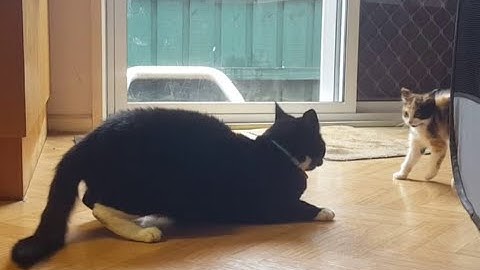 Tuxedo cat Sam playing with tiny Calico kitten Penny