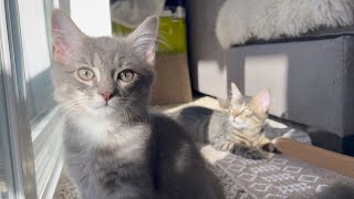 Kittens in the Sun by Simon and Link 2,363 views 1 year ago 5 minutes, 25 seconds