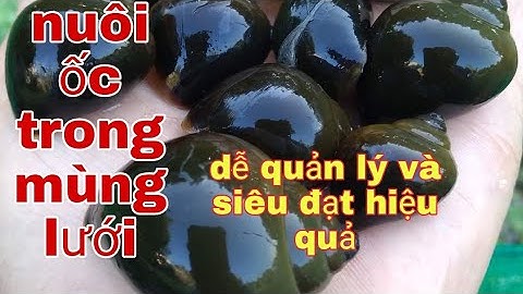 NUÔI ỐC BƯƠU TRONG MÙNG LƯỚI VỚI QUY MÔ LỚN|TRẠI ỐC VĂN HẢI☎️0917.700.833