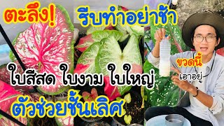 ตะลึง! ตัวช่วยชั้นเลิศ บอนสีใบสวย ใบสดใบใหญ่ แถม แตกหลอดดีอีกต่างหาก รีบทำด่วน!