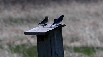 Eastern Bluebirds defending the nest box from Tree swallows