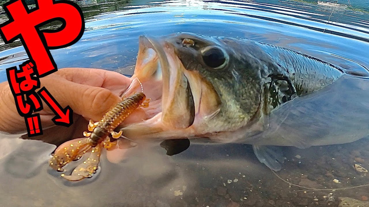 夏のバス釣り】やばいザリガニルアーでブラックバスを釣り上げる方法