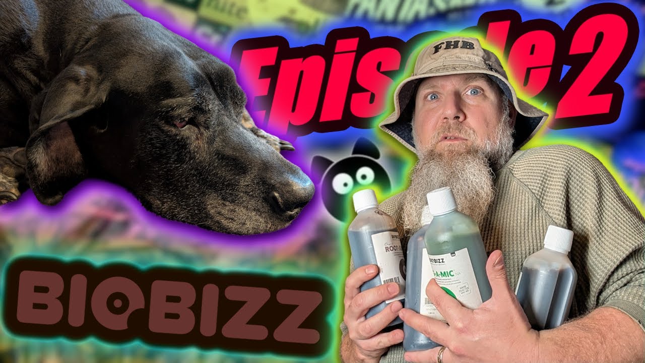 СТАРАЯ СОБАКА, НОВЫЕ ТРЮКИ - ЧАСТЬ 2 | Mephisto Genetics Guava Fig, дни 6-16 и первое кормление B...