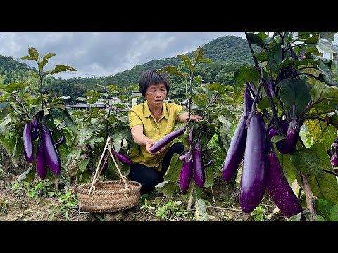 茄子大丰收，阿嬷做三道茄子下饭菜，阿公直夸比肉还好吃！丨eggplant【闽湖阿嬷Fujian Grandma】