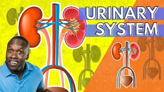 The Urinary System Anatomy and Physiology (An Introduction)