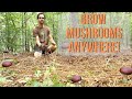 The easiest mushroom to grow  wine cap mushroom guide