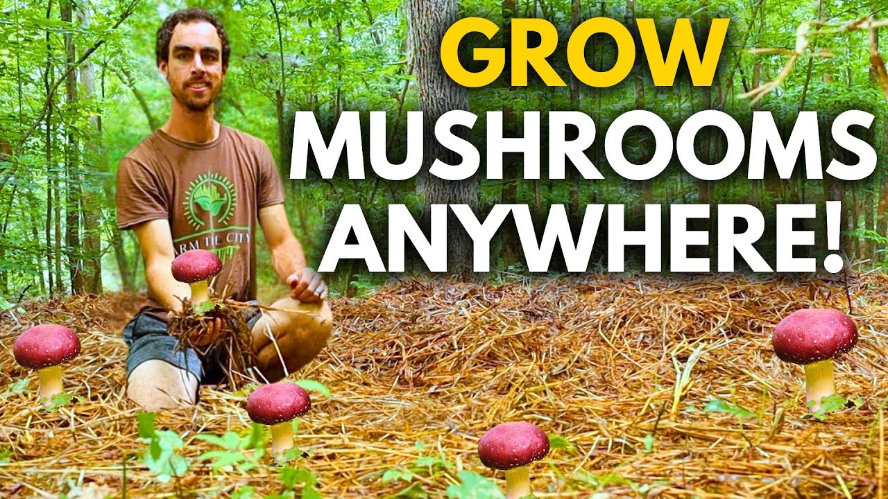 The Easiest Mushroom to Grow Wine Cap Mushroom Guide YouTube