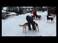 Chilly Dogs dogsledding in Ely, Minnesota