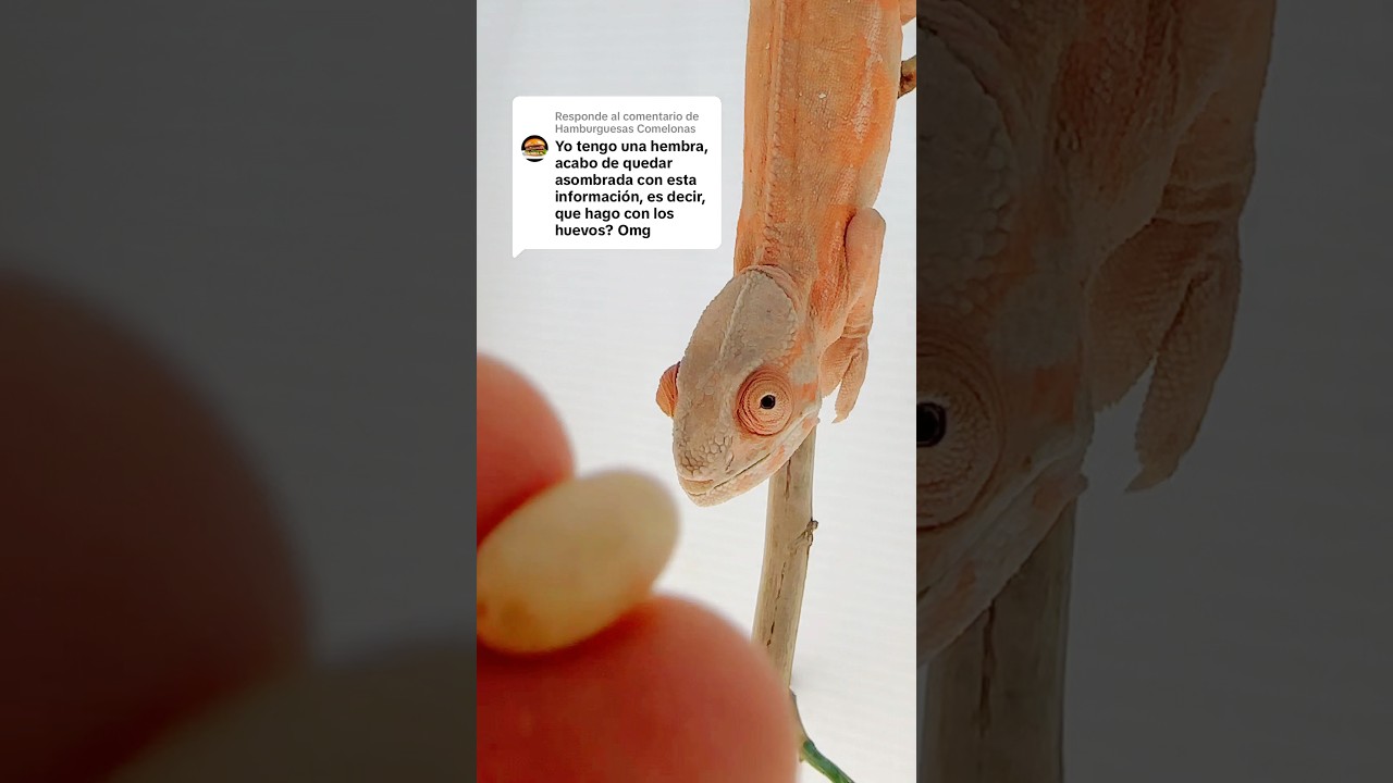 Que hago si mi camaleona pone huevos 🤔 